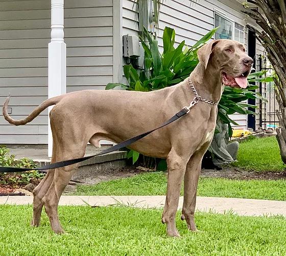 Sapphire Howze Of Danes' Beaux Of Kings Guardian