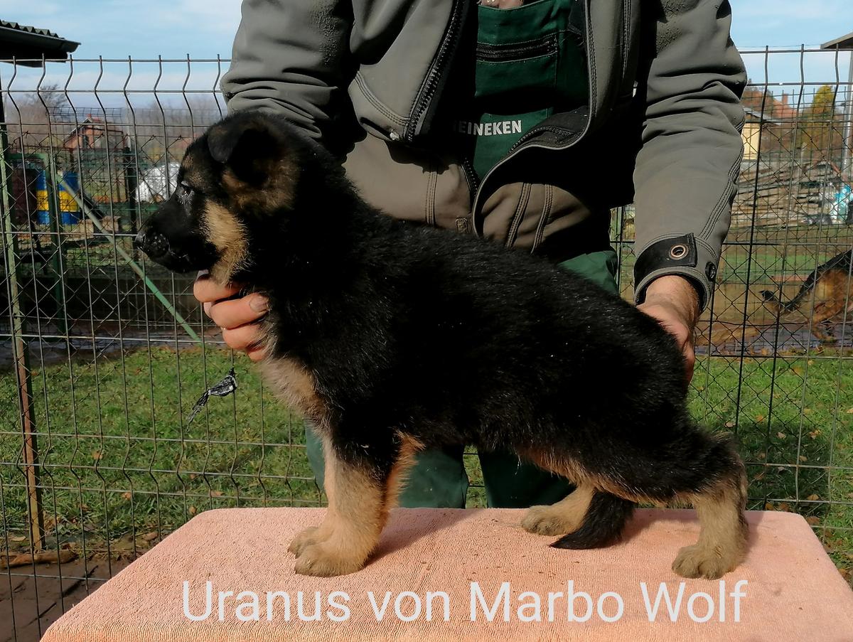 Uranus von Marbo Wolf