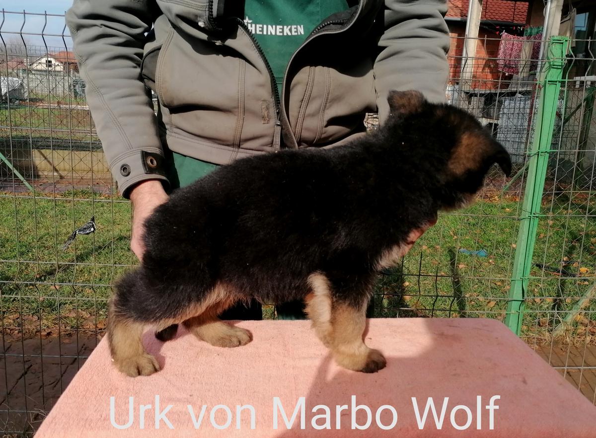 Urk von Marbo Wolf