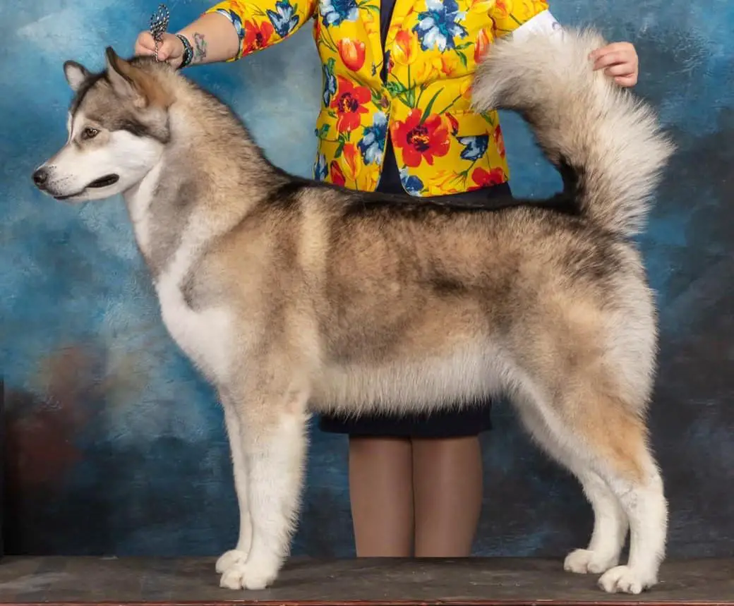 AM CH Strong Waters The Cold Never Bothered Me Anyway