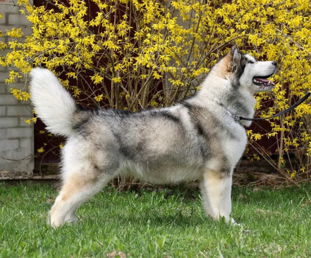 BISSP, ChBY Snezhnost Full Of Love For Mazurstar