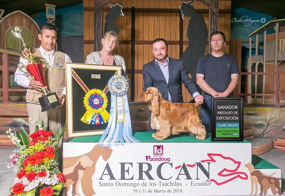 JCH.EC CH.EC GCH.EC CH.INTERNACIONAL SUMMERLAND I DID IT