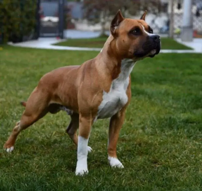 RED BOLT TEXAS DEI GLADIATORI D'ORO