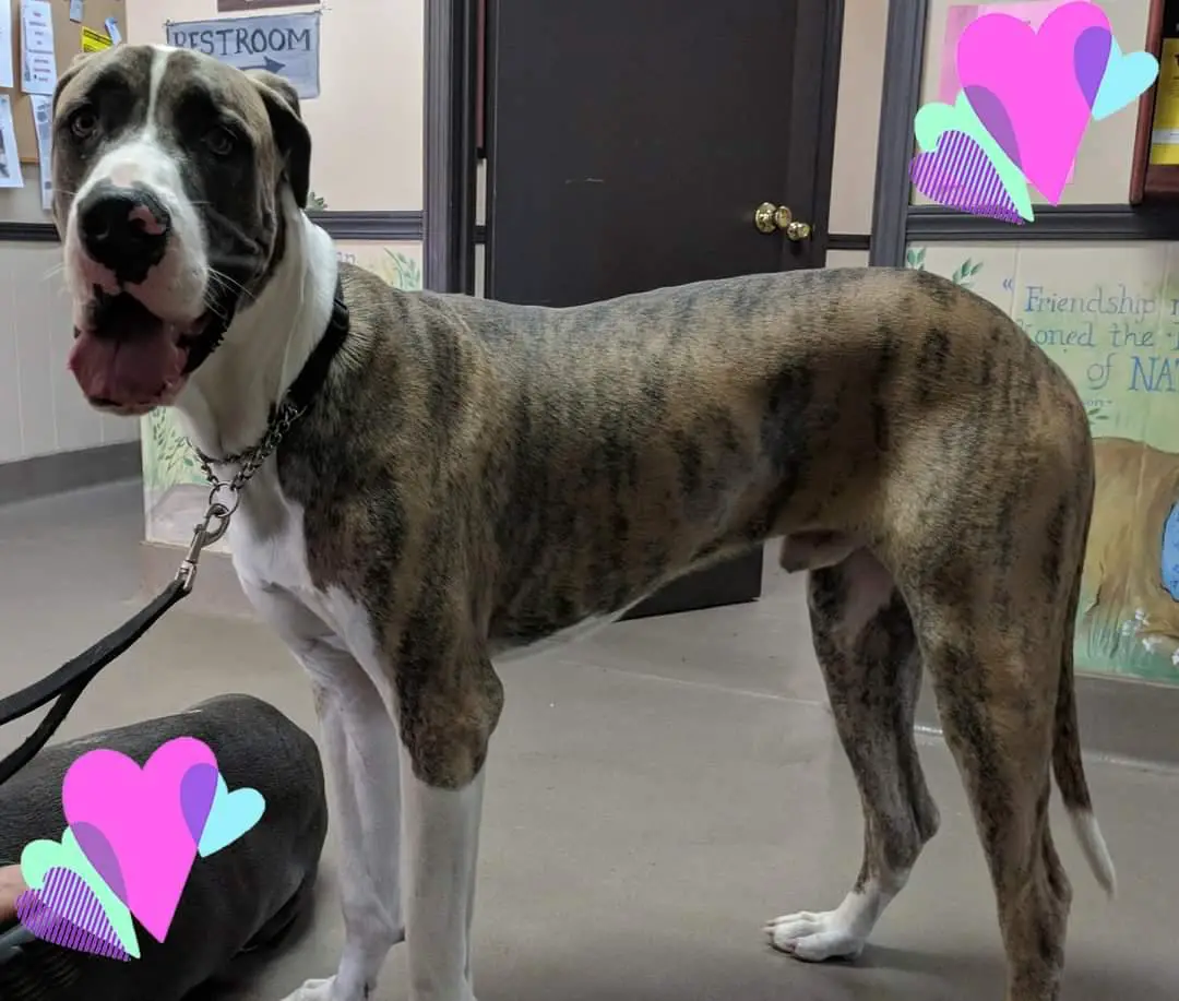 Regal Danes Hard As Steel Of VVA