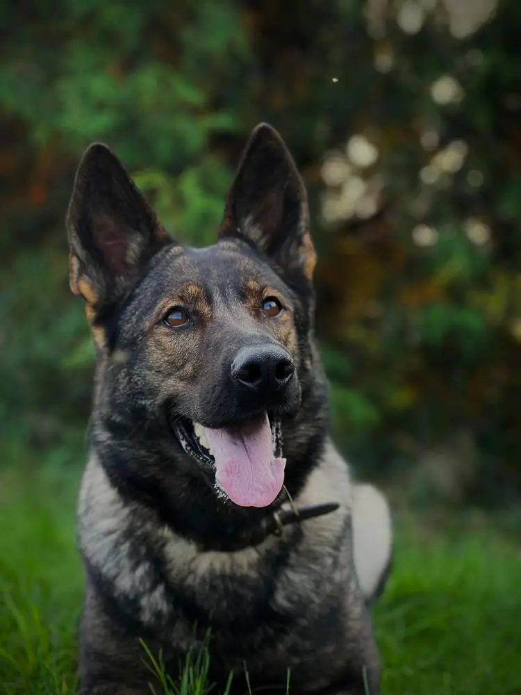 Una-Nala von Wendelin