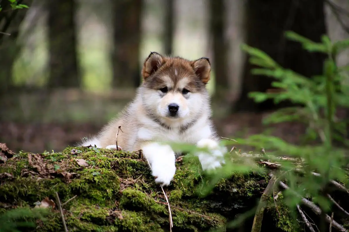 Obvious Choice Gleri Glory