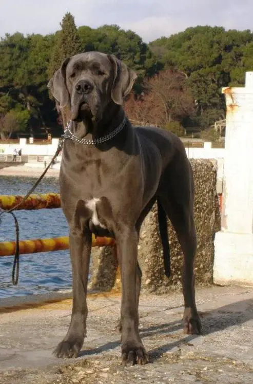 Libora Great Danes Ecstasy