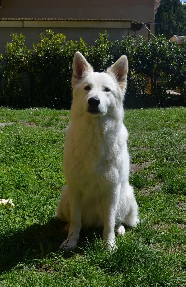 Baiuland Evil in White