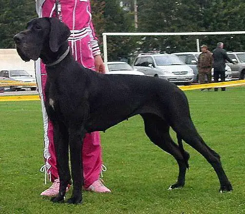 CH Russia Cornelia vom Teufelsrund