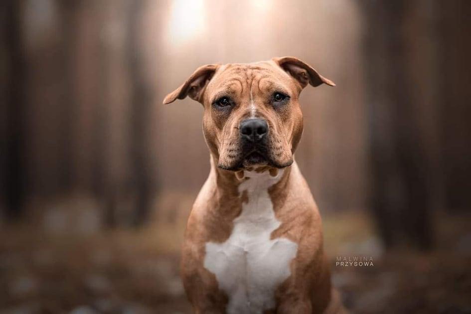 CH.PL,CH.BAL,CH.MNE,GCH.MNE,CH.KOS,GCH.KOS CAMINO DORADO Alicja z krainy czarów