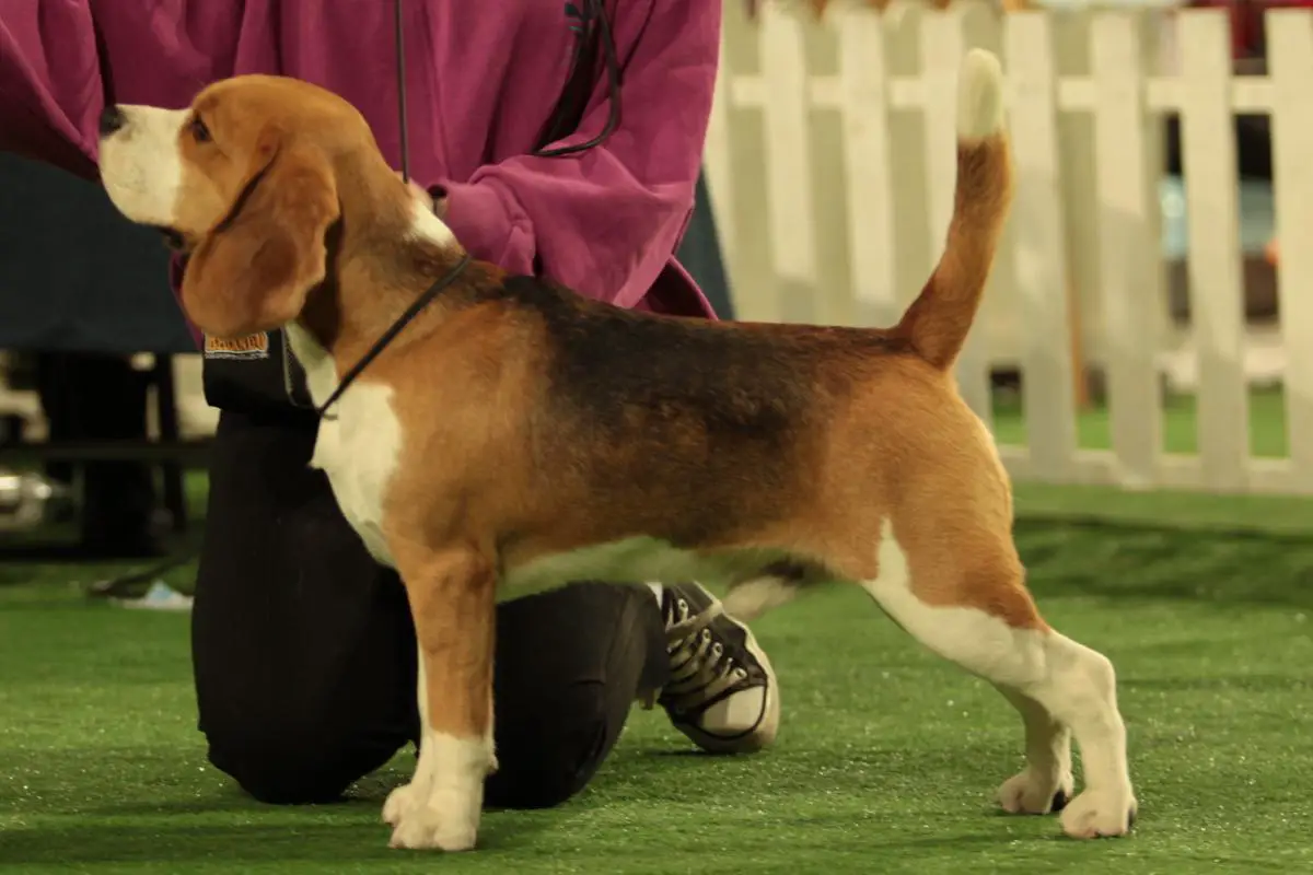 CH GEO, CH ARM, GCH GEO, GCH ARM, CAUCASIAN WINNER BEAGLE INN'S KOWALSKI