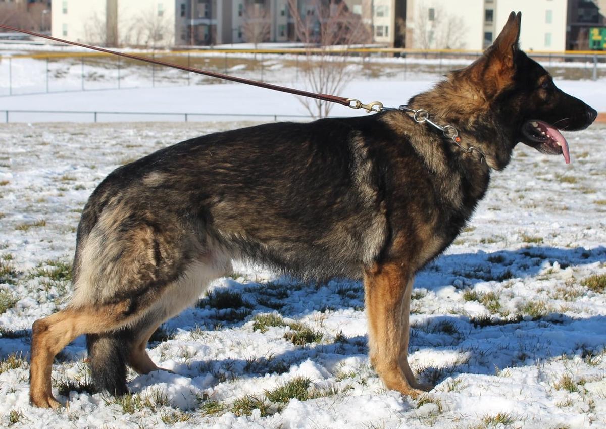 V Zack von der Ransch-Vincent