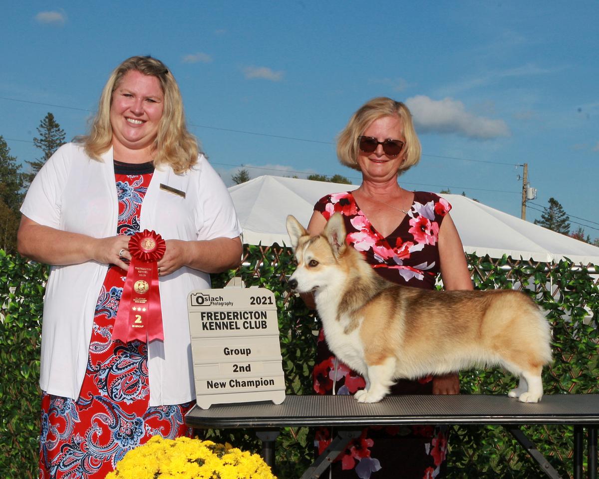 Can Ch Mezzoo Joska Gabriella