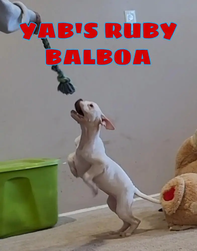 YAB'S RUBY BALBOA