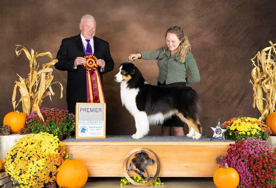 GCH AKC/ASCA CH Limelite's Scout's Honor
