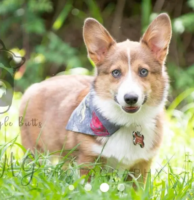 PWC Wiggle Butts Khaleesi Tala