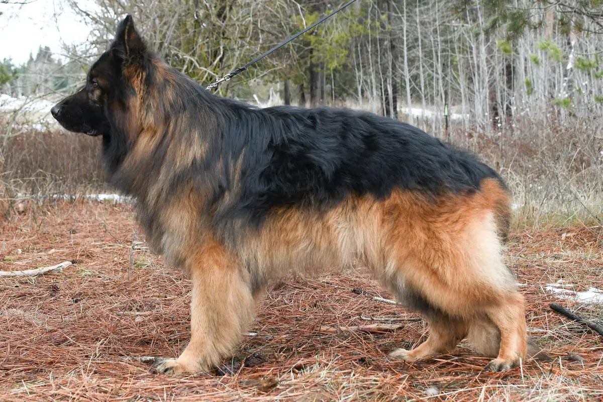 SG Defender Open Soul