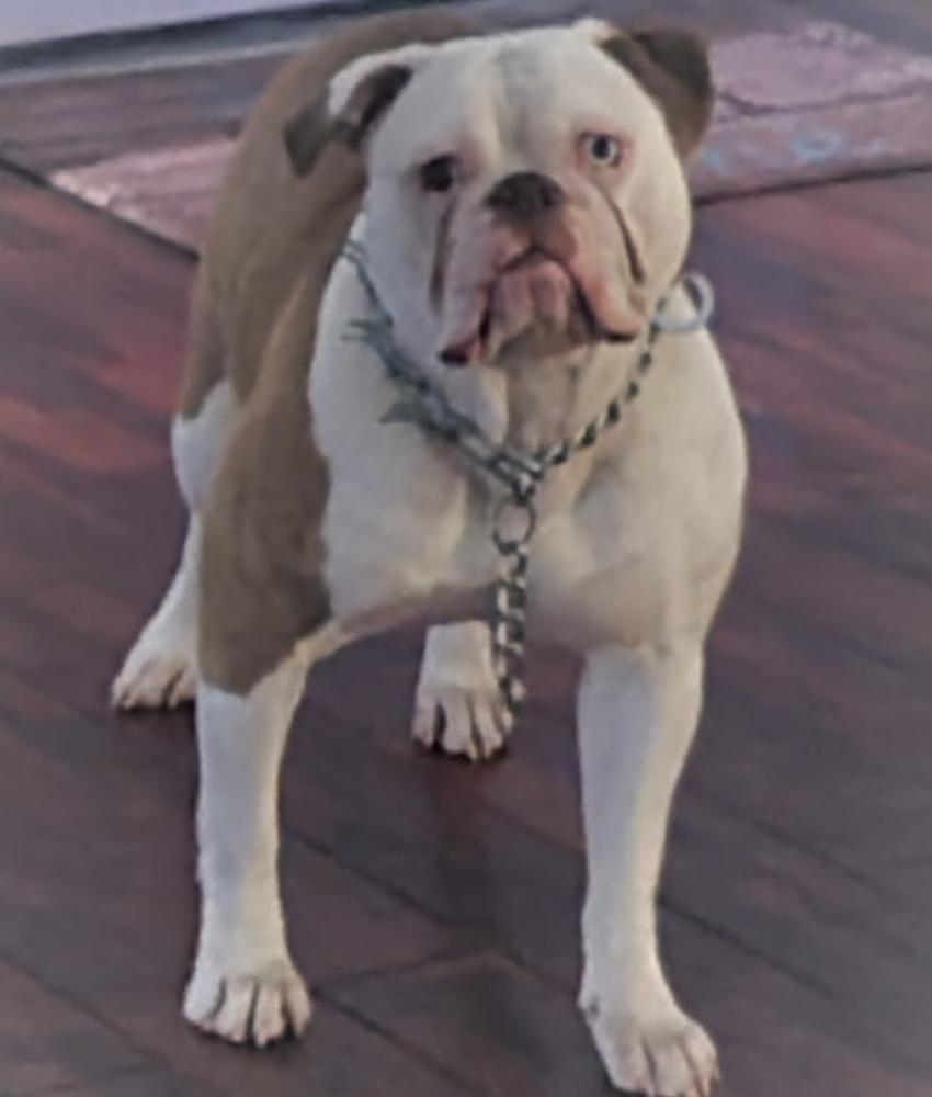 Camacho's Diamond Girl of Cole Creek