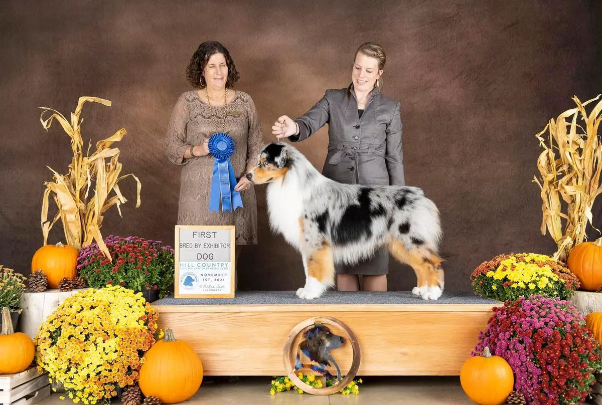 AKC/ASCA CH Meadowlawn Callaway WELL PLAYED