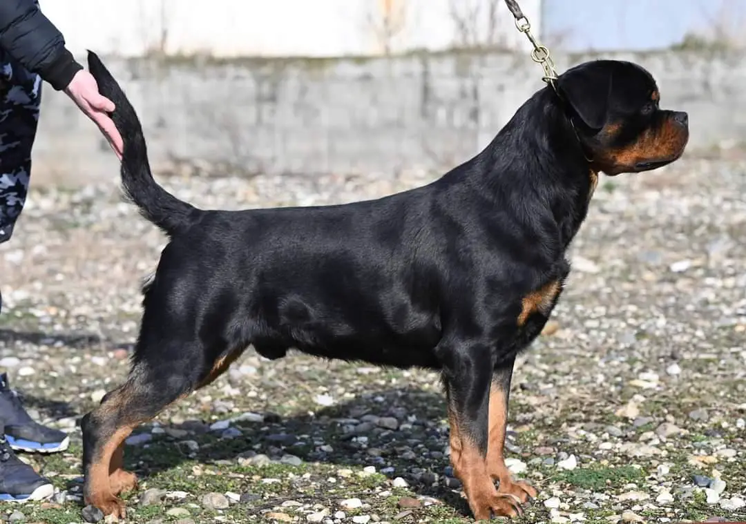 JohnWick Vom Hause Demo