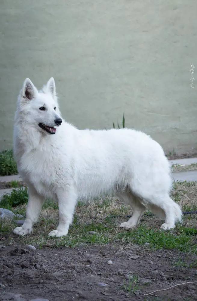 Moana de Motunui Zeichen Von Wolf