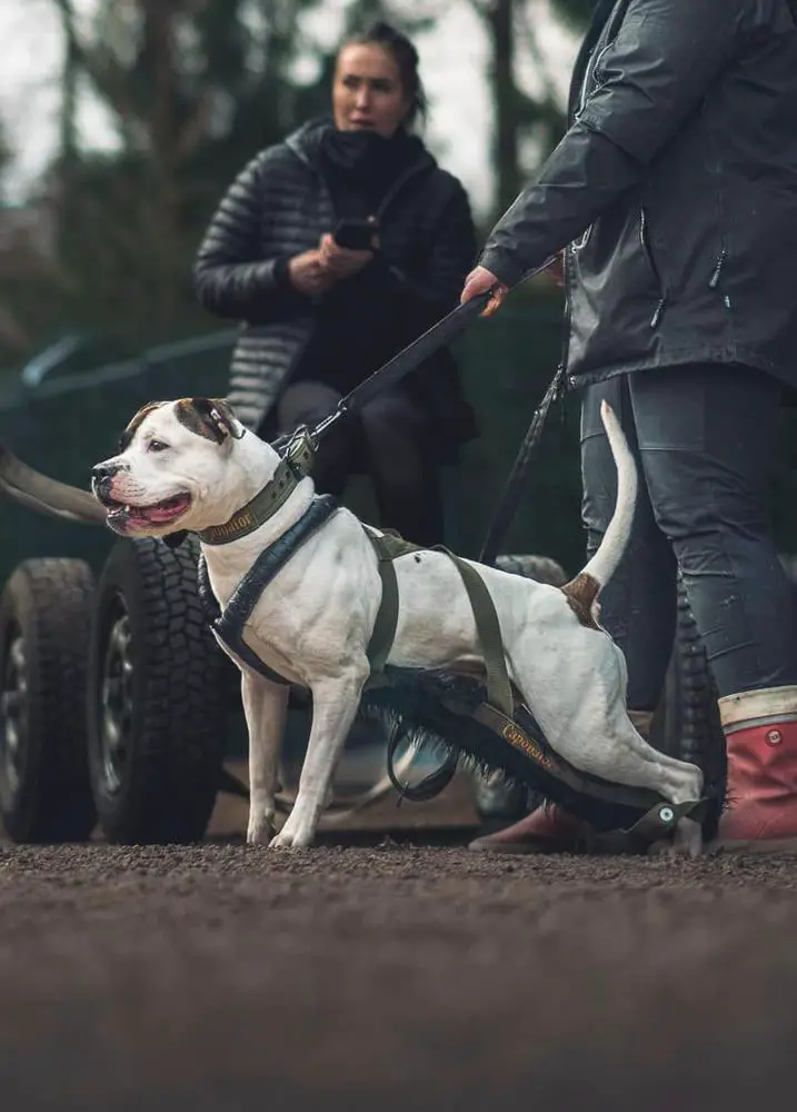 Excellent´s Captain Black