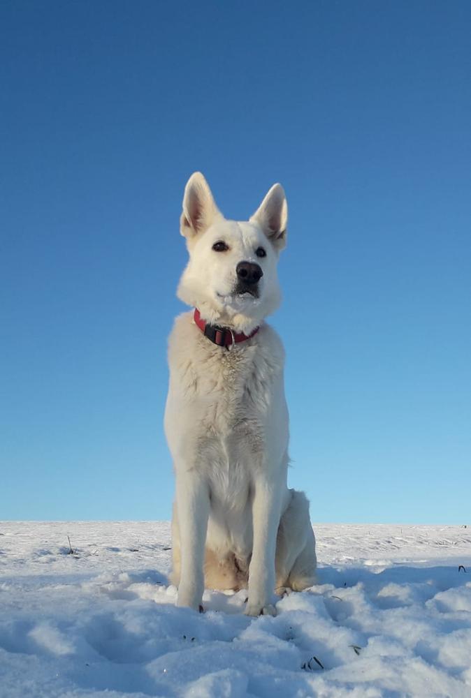 Athene vom Lausitzer Seenland