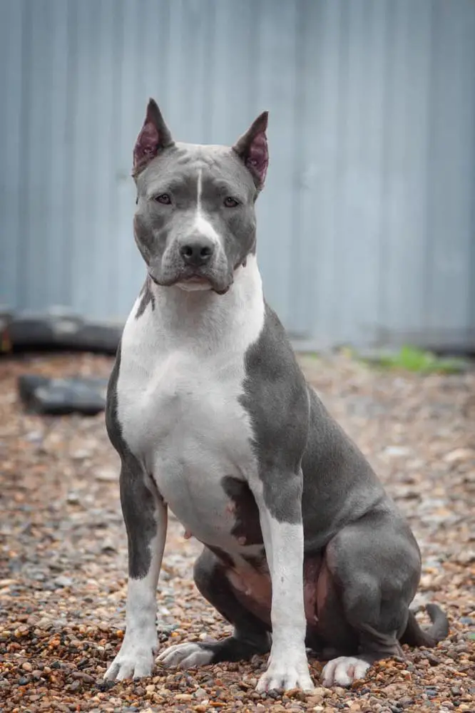 JGR.Ch.RUS; JNBC.Ch.RUS; JCH. RUS; JCH.RKF, CH RKF, CH RUS Zykoff Target Chaiza