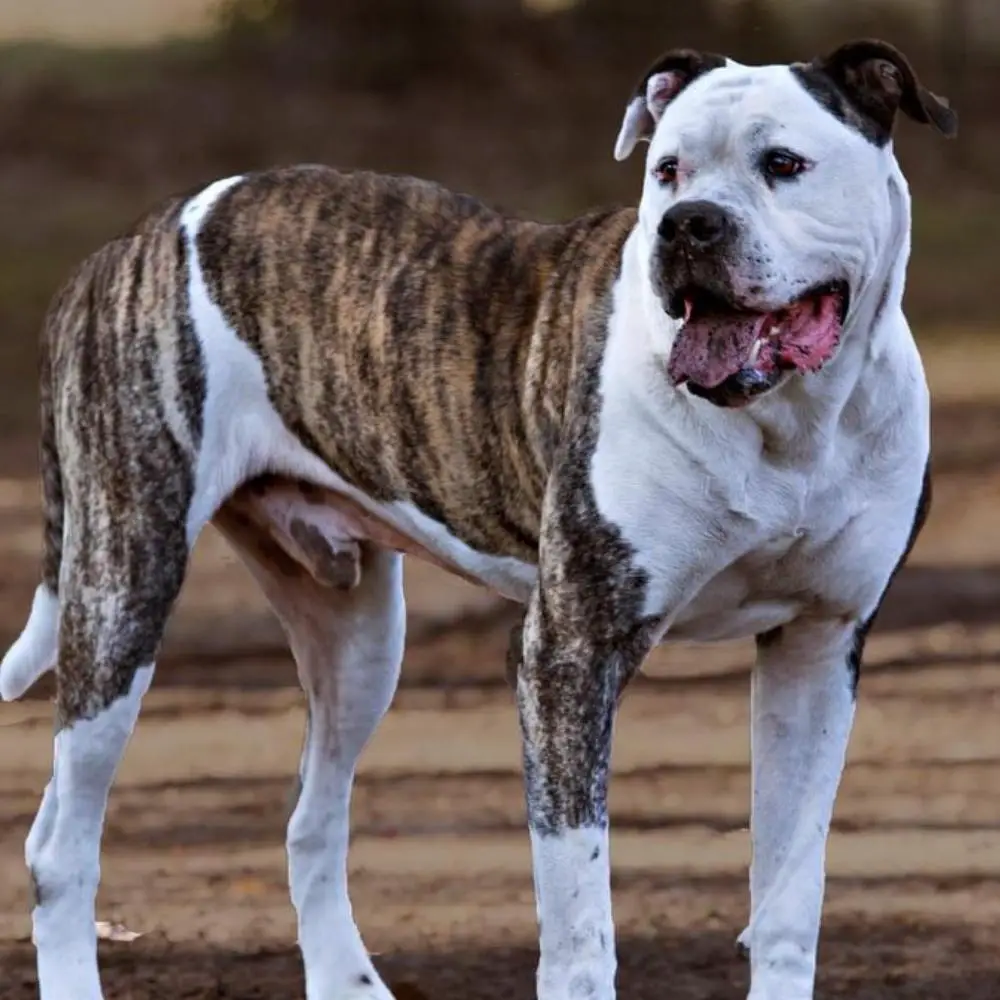 Suwannee Boudreax of HHK