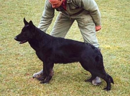 SG Imke zur Tillmannsallee