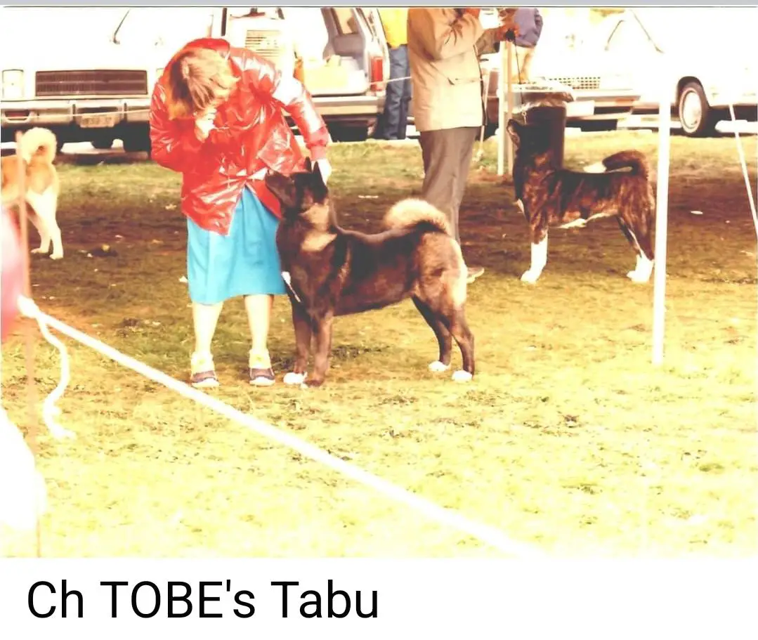 AKC CH Tobe's Tabu