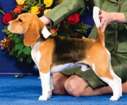 GCHB CH Kingslow Road to Rhode Island