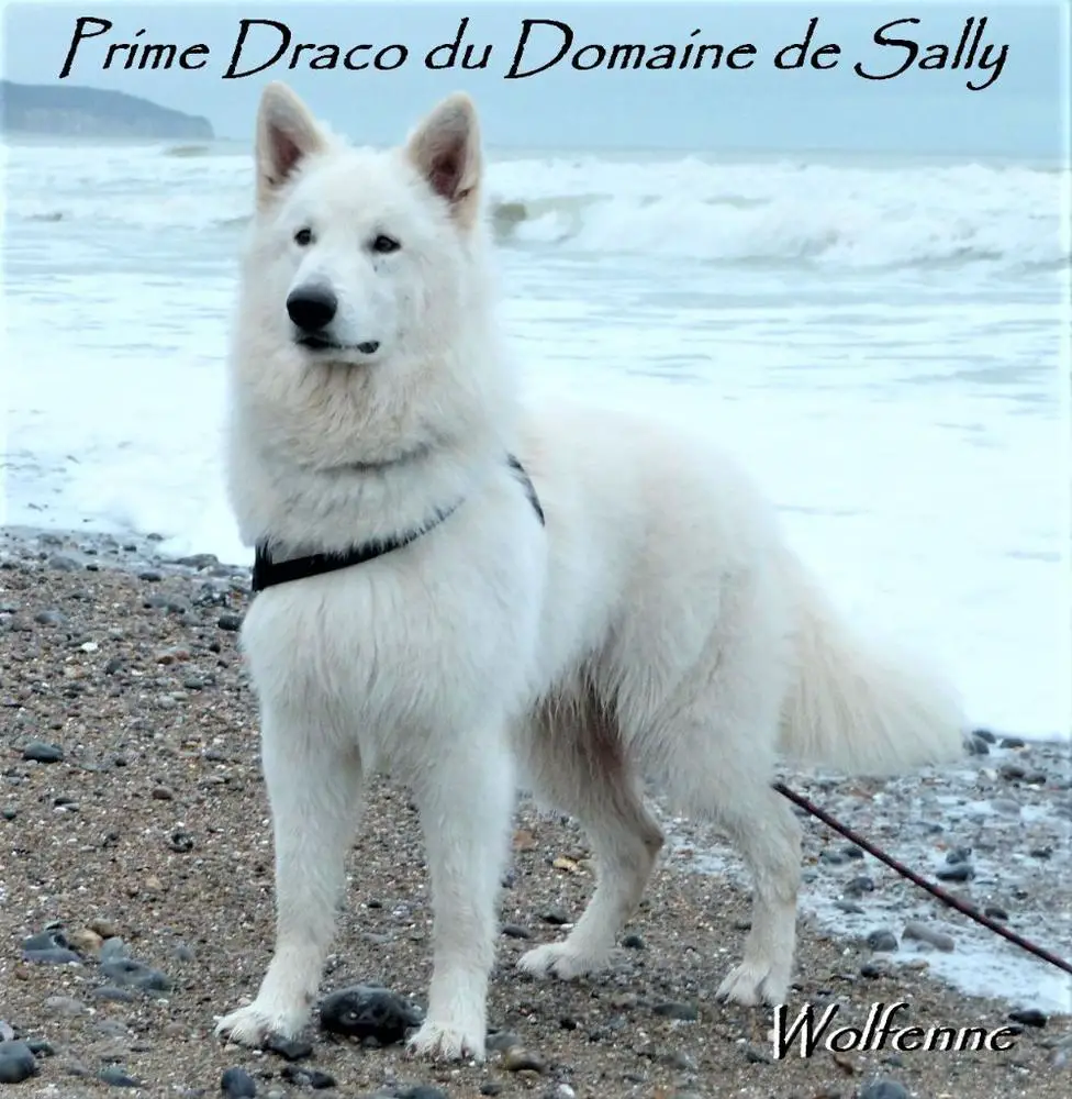 PRIME DRACO du Domaine de Sally