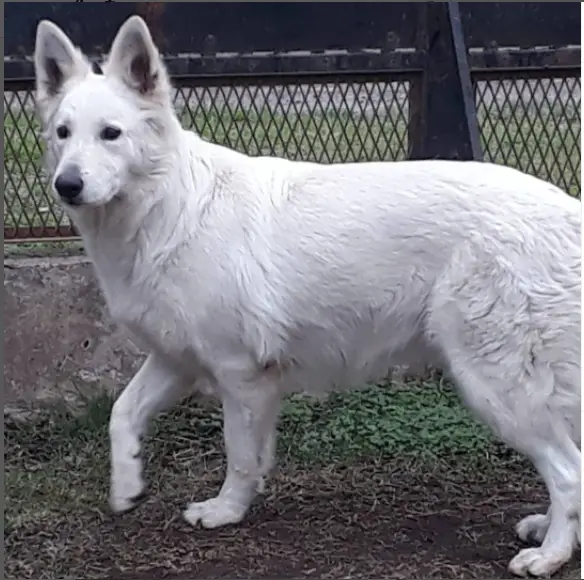 BRUJA de Blancos du Mon - Argentina