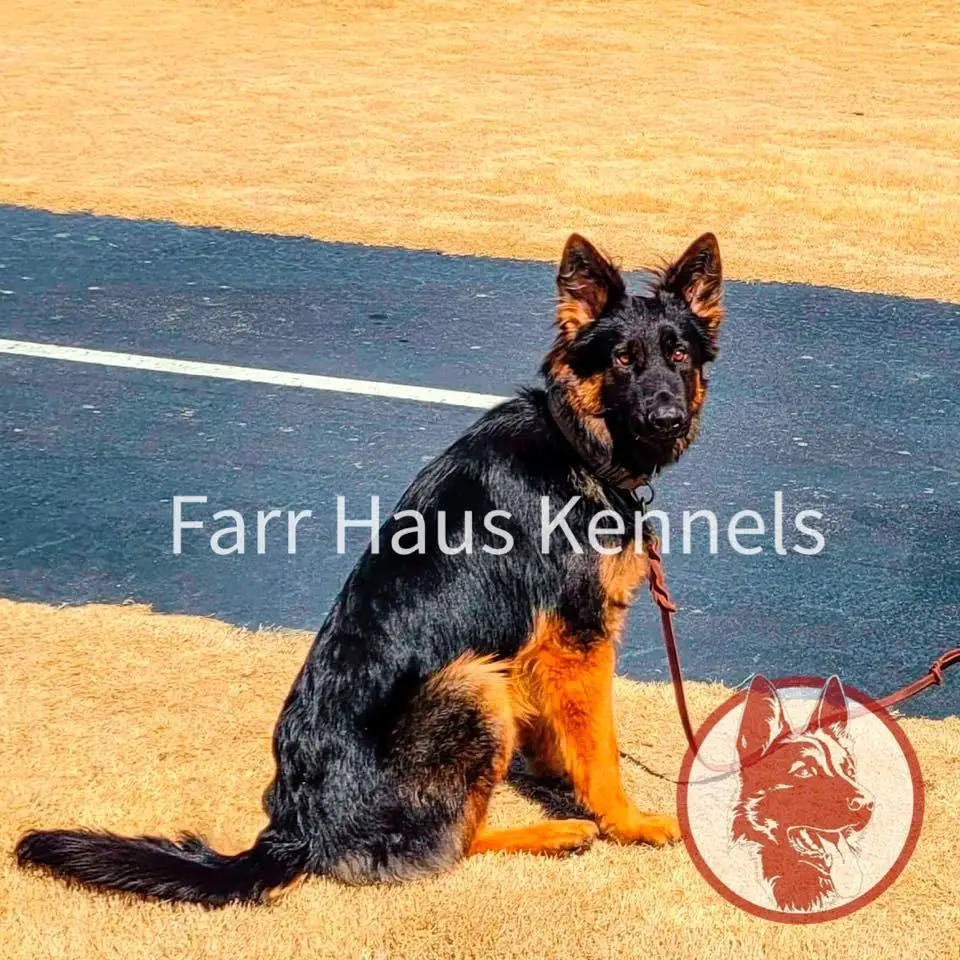 Maverick Fur Missile Vom Farr Haus