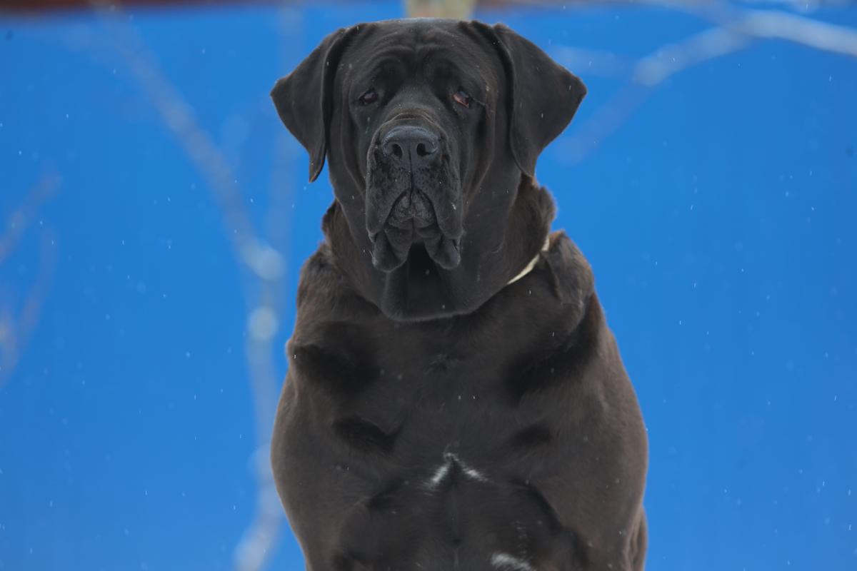 Gr.Ch.BLR,Сh.RUS,Ch.BLR,Ch.RKF 3xCACIB,7xBOB SOJTOR SZEPE OREO