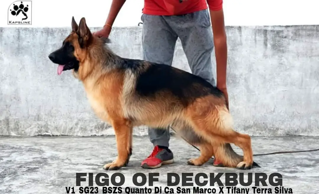 Figo of Deckburg