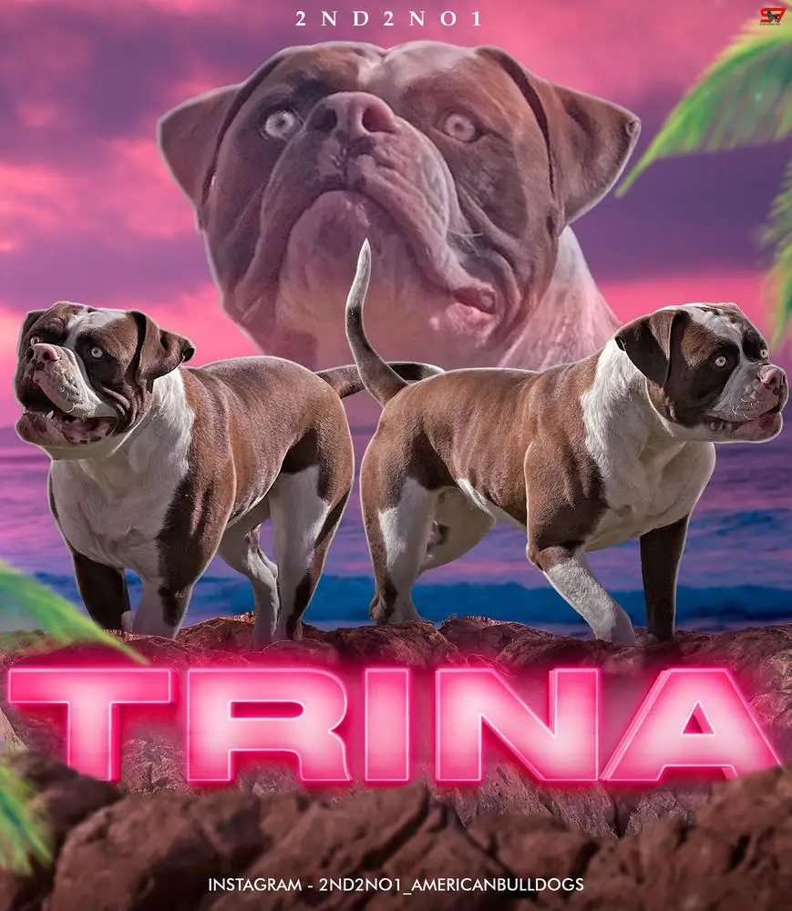 2ND2NO1 Trina of TeamBallin