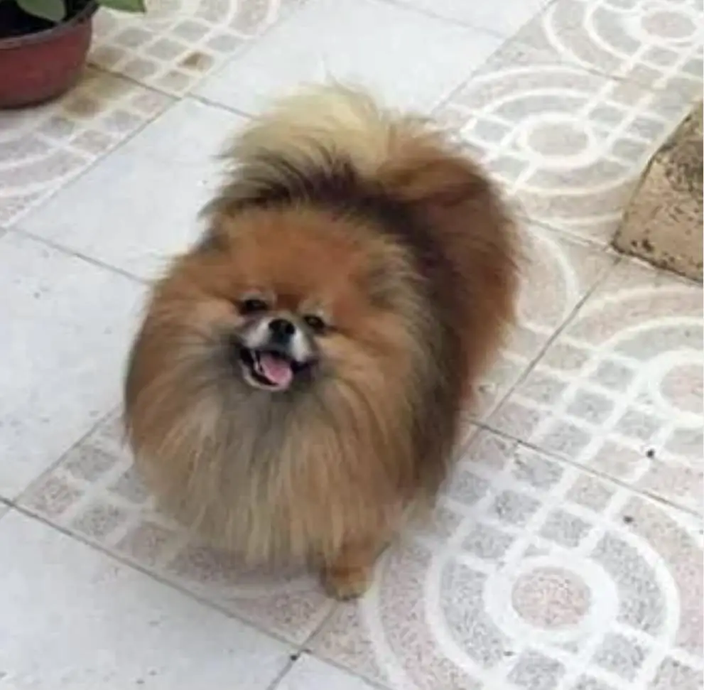 Prince Cobra (Vazquez)