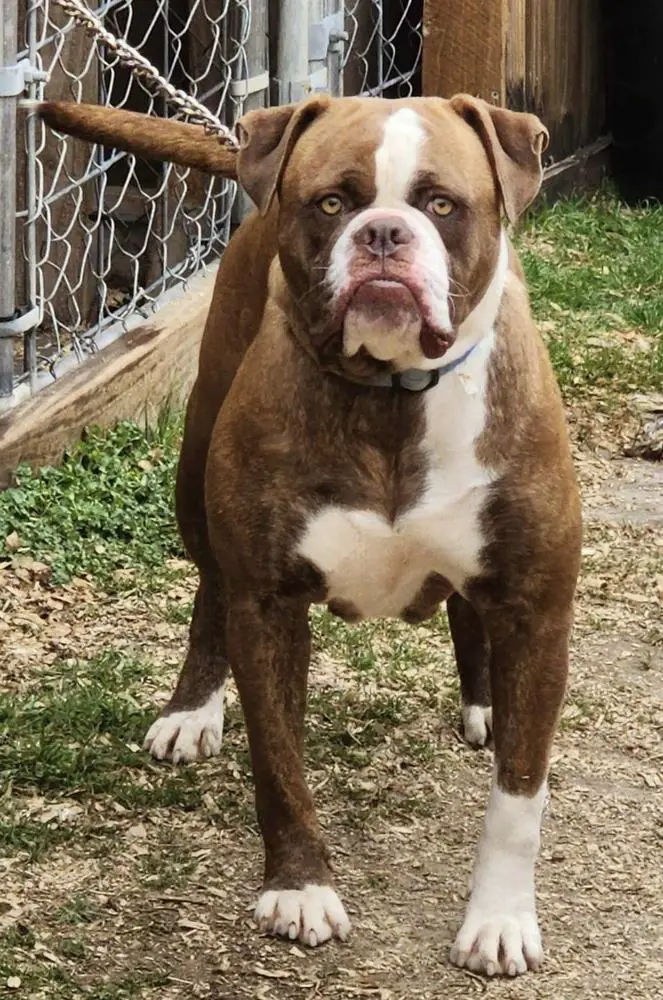 Bruiser Boy's Dallas
