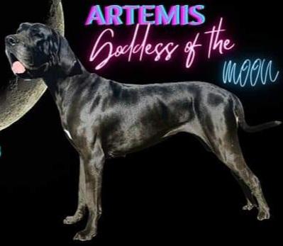 Artemis The Goddess Of The Moon (My Rescued Pup)