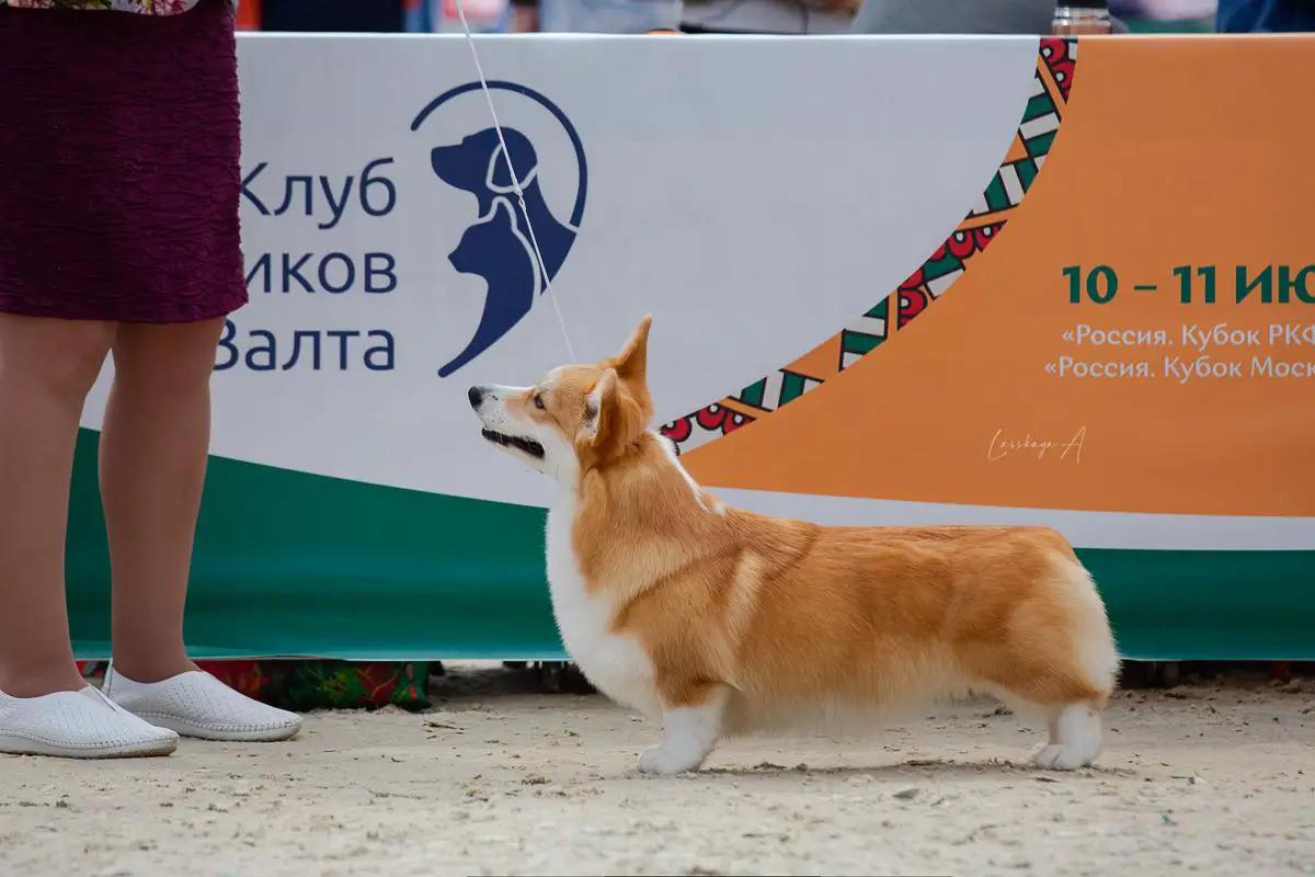 JChR, JChRKF, JChCl, JGrChR, ChR, ChRKF, ChCl, GrChR, ShChR Marinegem Ultra Sansa Star