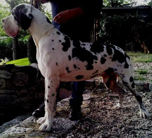 Alain Delon Dell'Alto Feudo