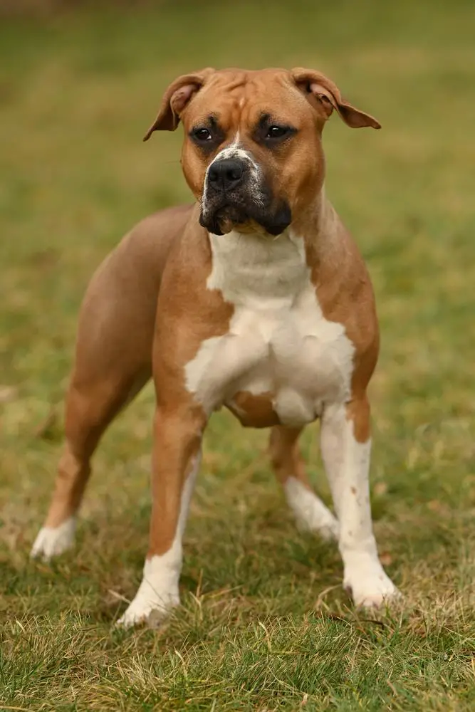 JCH Austria, BOS, CAC, BOJ, BIS puppy Talisman Clan of Bravehearts