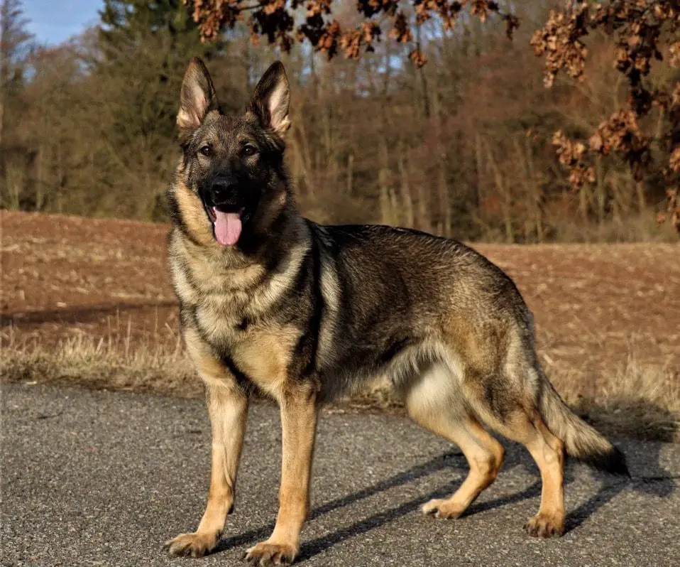 Cassia Vamoz Bohemia