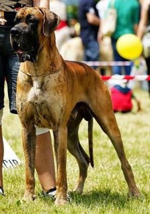 IntCH, CH Hung Pol Slov Figowiec Z Kuzni Napoleonskiej