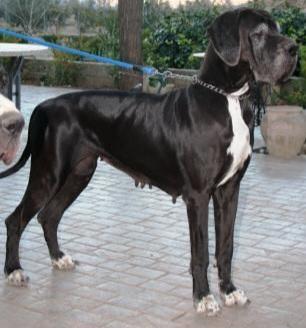 CH Spain, Jr Club CH Spain 2007 ROSAMUND DEL GARROFERAL