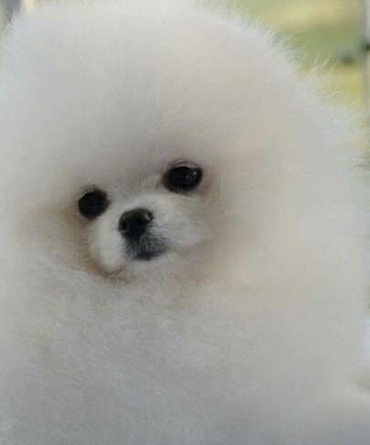 KOR. CH BIANCA OF LIN CHI TIEN