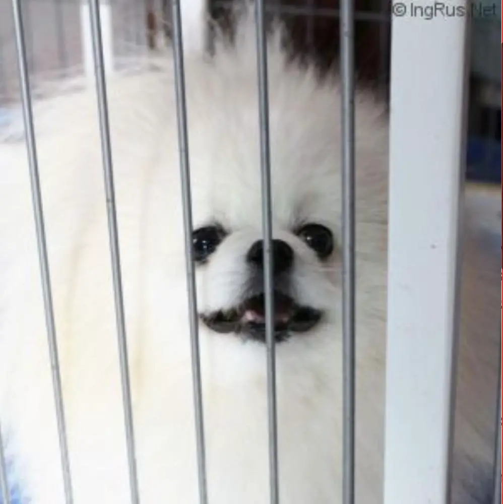 KOR.CH CHI CHI OF LIN CHI TIEN