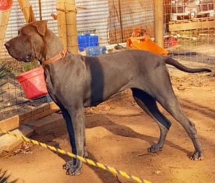 Southern Charm Sweet Reba Lynn